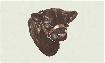 Bacova Black Angus Mailbox 