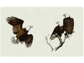 Bacova Eagles Mailbox