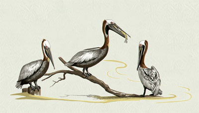 Bacova Pelicans Mailbox