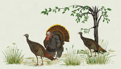 Bacova Spring Turkey Mailbox