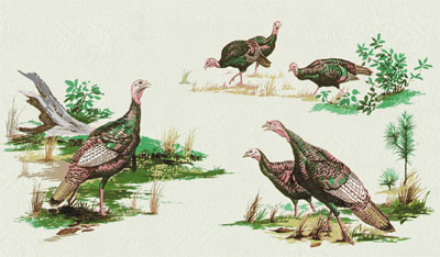 Bacova Turkey Mailbox Design