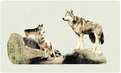 Bacova Wolf Pack Mailbox