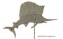 Sailfish Weathervane